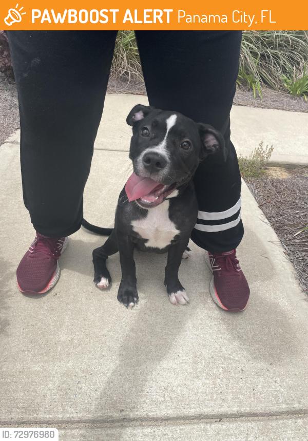Found/Stray Female Dog last seen Liberty Blvd and Long street in Liberty by DR Horton, Panama City, FL 32404