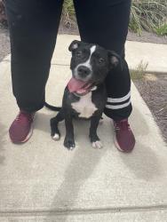 Found/Stray Female Dog last seen Liberty Blvd and Long street in Liberty by DR Horton, Panama City, FL 32404