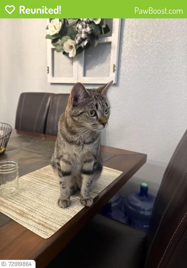 Reunited Female Cat last seen In the neighborhoods, Lubbock, TX 79416