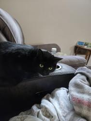 Lost Female Cat last seen Skansie street, Gig Harbor, WA 98335