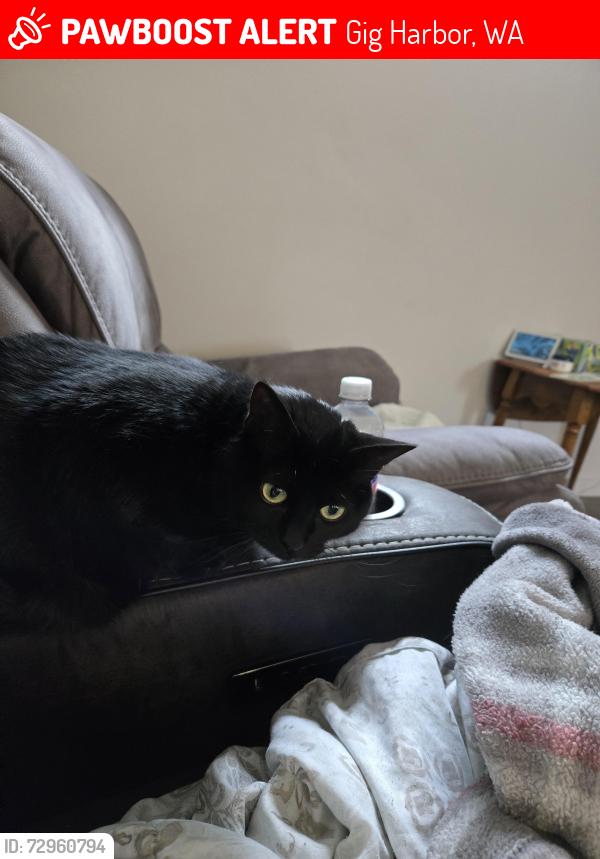 Lost Female Cat last seen Skansie street, Gig Harbor, WA 98335