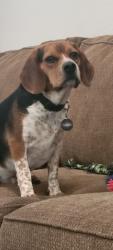 Reunited Male Dog last seen Josey and Jackson, Carrollton, TX 75006