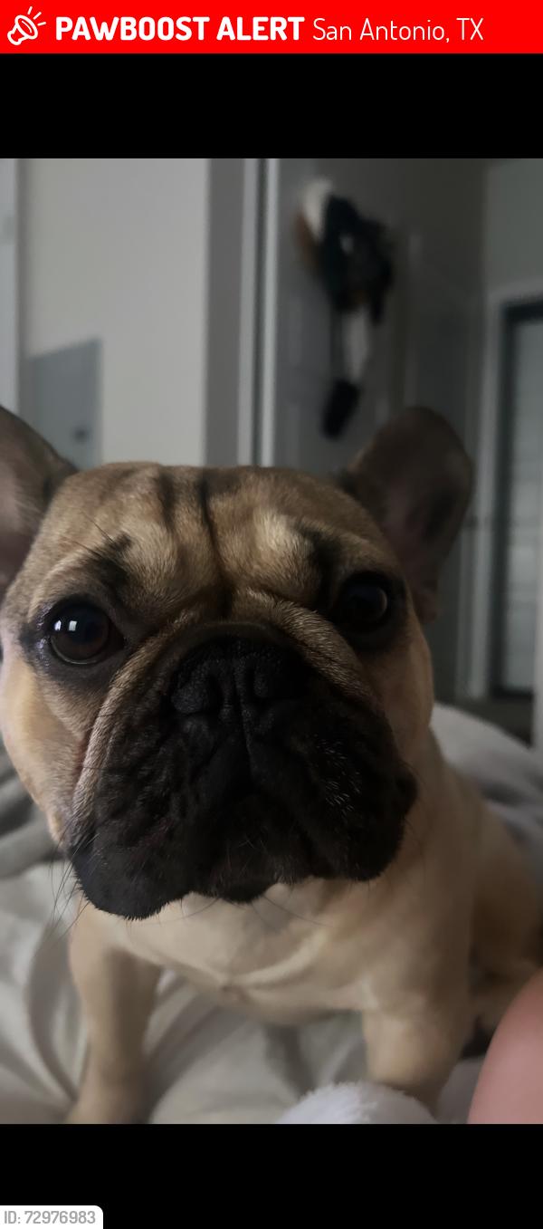 Lost Male Dog last seen Near silent forest dr , San Antonio, TX 78250