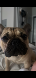 Lost Male Dog last seen Near silent forest dr , San Antonio, TX 78250