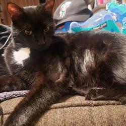 Lost Male Cat last seen Hart road, Knoxville, TN 37922