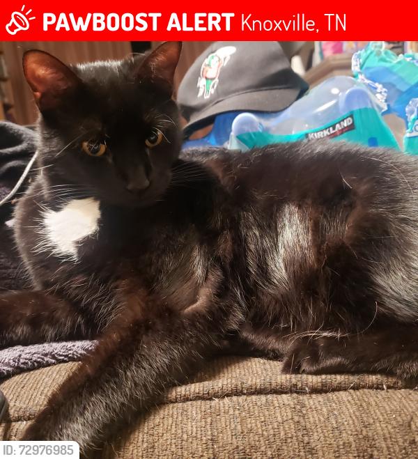 Lost Male Cat last seen Hart road, Knoxville, TN 37922