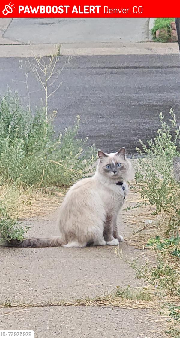 Lost Female Cat last seen Canosa Ct & Tennessee , Denver, CO 80219