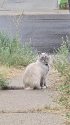 Lost Female Cat last seen Canosa Ct & Tennessee , Denver, CO 80219