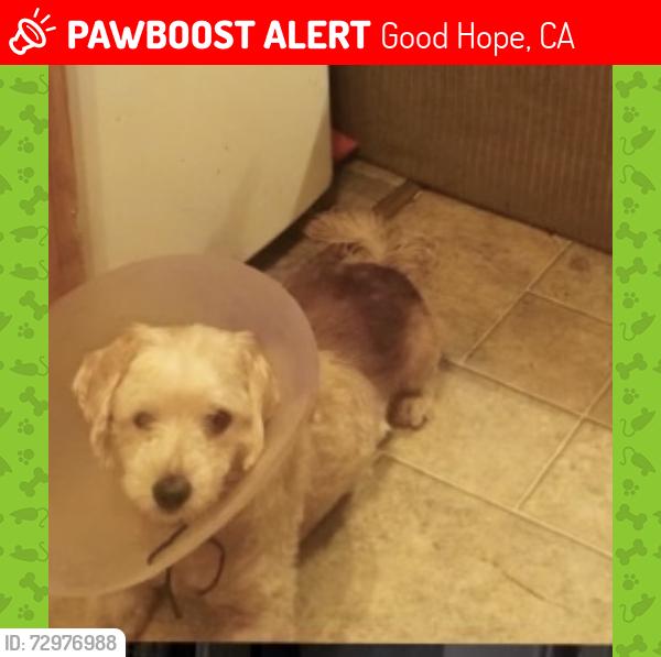Deceased Male Dog last seen Terrace Ave, Good Hope, CA 92570, USA, Good Hope, CA 92570