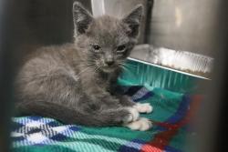 Shelter Stray Female Cat last seen Near BLOCK HARDEN ST, Columbia, SC 29209