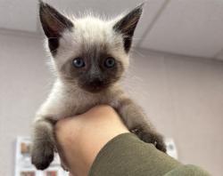 Shelter Stray Male Cat last seen , 333 Chandler Pl, San Bernardino, CA 92408, USA