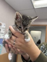Shelter Stray Male Cat last seen , 333 Chandler Pl, San Bernardino, CA 92408, USA
