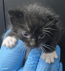 Shelter Stray Male Cat last seen 6TH AND MT VERNON, 333 Chandler Pl, San Bernardino, CA 92408, USA