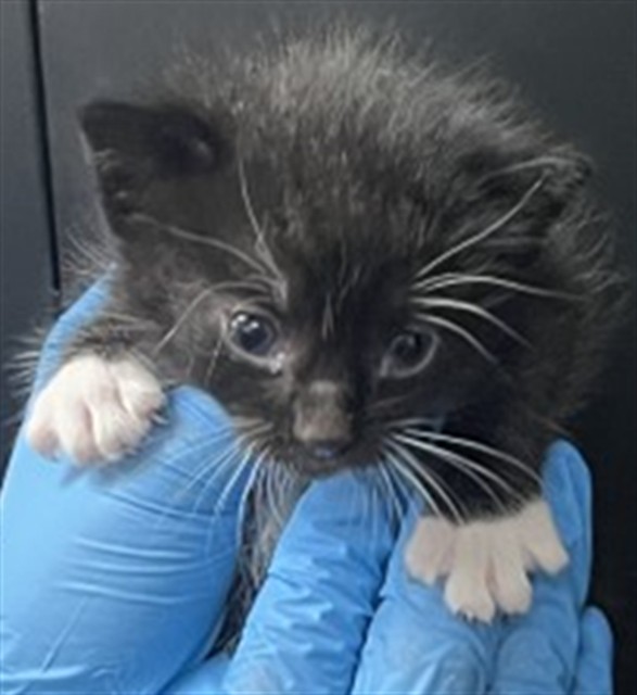 Shelter Stray Male Cat last seen 6TH AND MT VERNON, 333 Chandler Pl, San Bernardino, CA 92408, USA