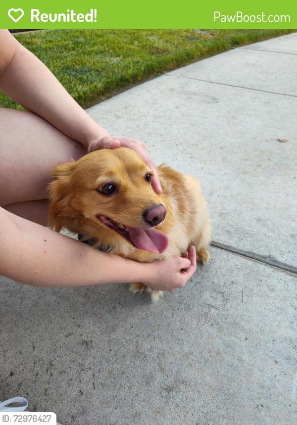 Reunited Male Dog last seen Thornton and state, Hemet, CA 92543