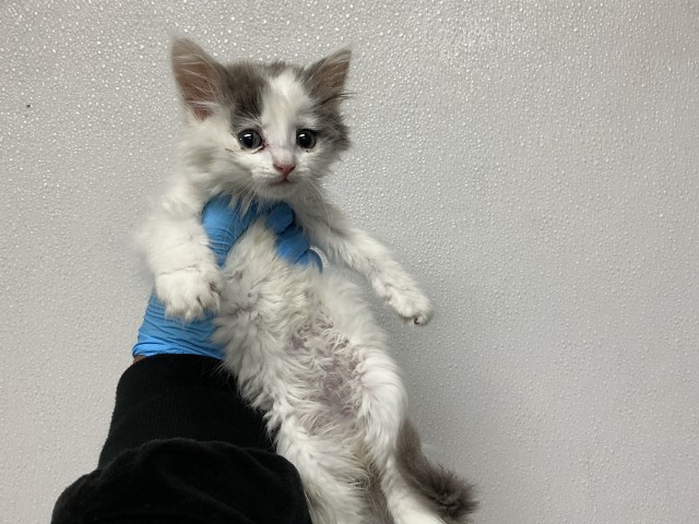 Shelter Stray Male Cat last seen PALM AND WEDGEWOOD, 333 Chandler Pl, San Bernardino, CA 92408, USA
