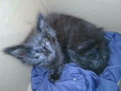 Shelter Stray Male Cat last seen , 4275 Elton St, Baldwin Park, CA 91706, USA