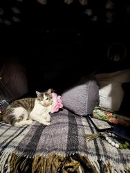 Lost Male Cat last seen Gate 9, Dallas, TX 75210