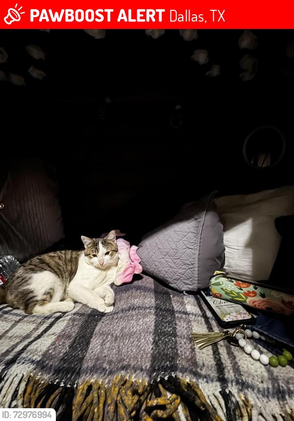 Lost Male Cat last seen Gate 9, Dallas, TX 75210
