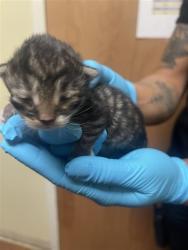 Shelter Stray Male Cat last seen ATRISCO CIR & AZEVEDO DR, 2127 Front St, Sacramento, CA 95818, USA
