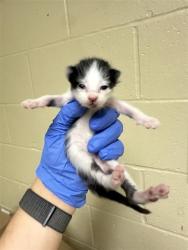Shelter Stray Male Cat last seen FRONT ST & I ST, 2127 Front St, Sacramento, CA 95818, USA