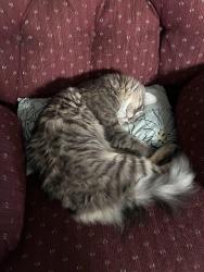 Reunited Male Cat last seen Alameda Sheridan, Denver, CO 80226