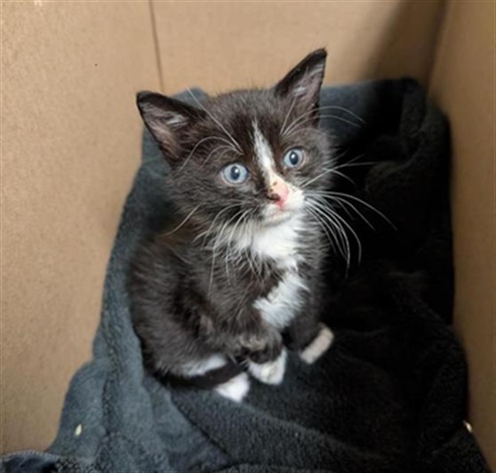 Shelter Stray Male Cat last seen POWER INN RD & FRUITRIDGE RD, 2127 Front St, Sacramento, CA 95818, USA