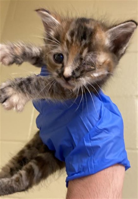 Shelter Stray Female Cat last seen RED WILLOW ST & MEADOWVIEW RD, 2127 Front St, Sacramento, CA 95818, USA