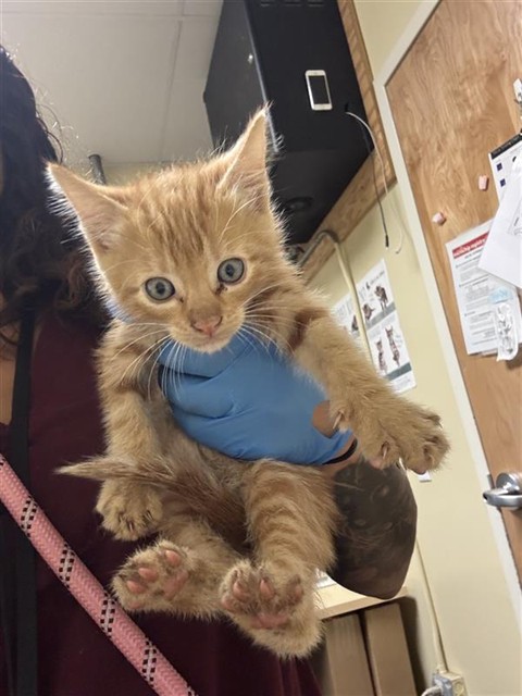 Shelter Stray Male Cat last seen J ST & 19TH ST, 2127 Front St, Sacramento, CA 95818, USA