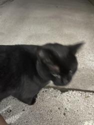 Found/Stray Unknown Cat last seen Near Scotland ct , back door , Mounds View, MN 55112