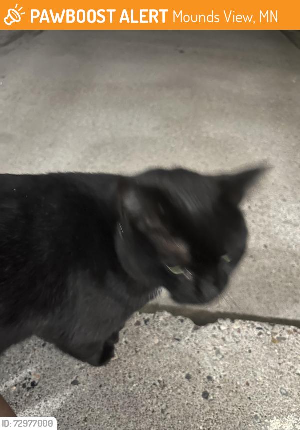 Found/Stray Unknown Cat last seen Near Scotland ct , back door , Mounds View, MN 55112