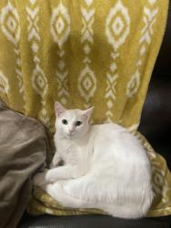 Lost Female Cat last seen Bradly & Ramona , Perris, CA 92571