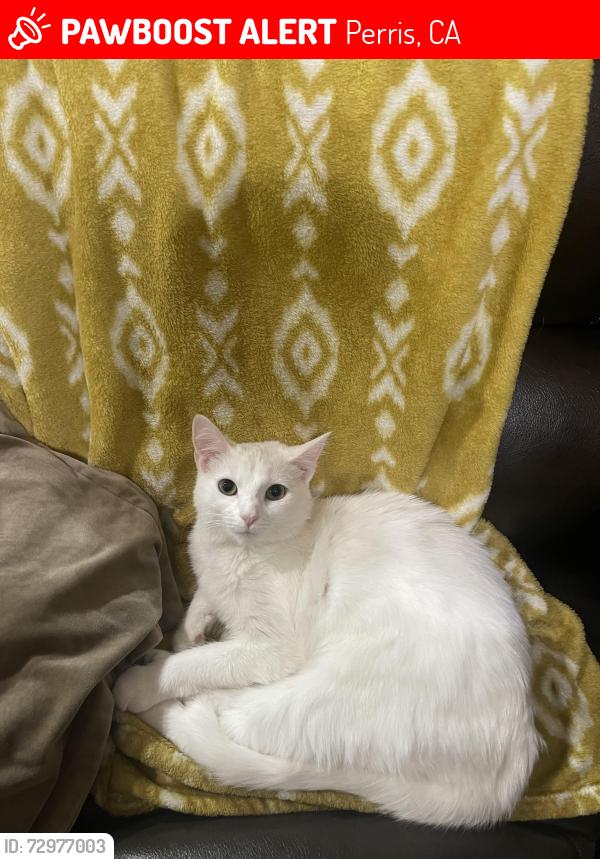 Lost Female Cat last seen Bradly & Ramona , Perris, CA 92571