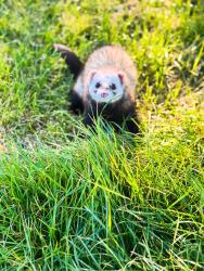 Lost Male Ferret last seen Tottenham stadium , Greater London, England N17 9UY