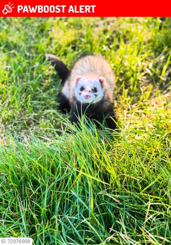 Lost Male Ferret last seen Tottenham stadium , Greater London, England N17 9UY