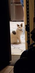 Lost Male Cat last seen N. Chantilly St. and Jackson area, Anaheim, CA 92806