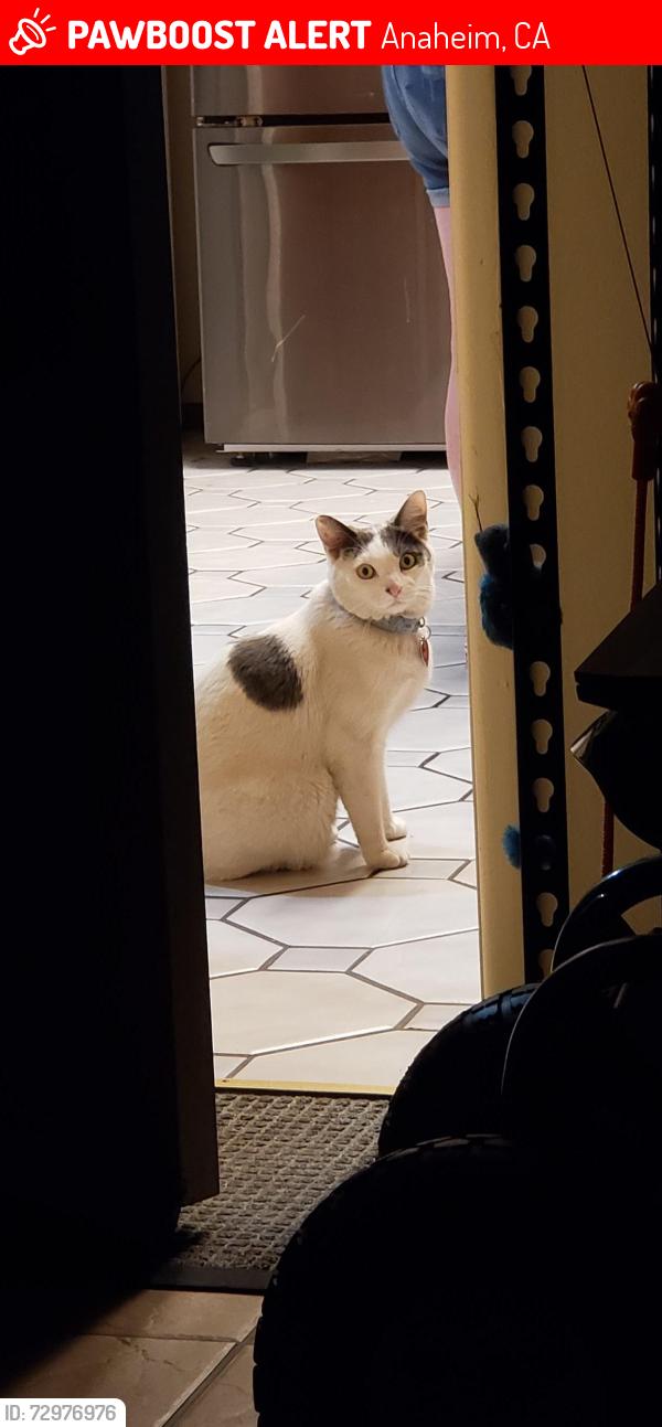 Lost Male Cat last seen N. Chantilly St. and Jackson area, Anaheim, CA 92806