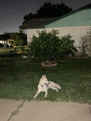 Found/Stray Male Dog last seen Gallagher ave , Laredo, TX 78040