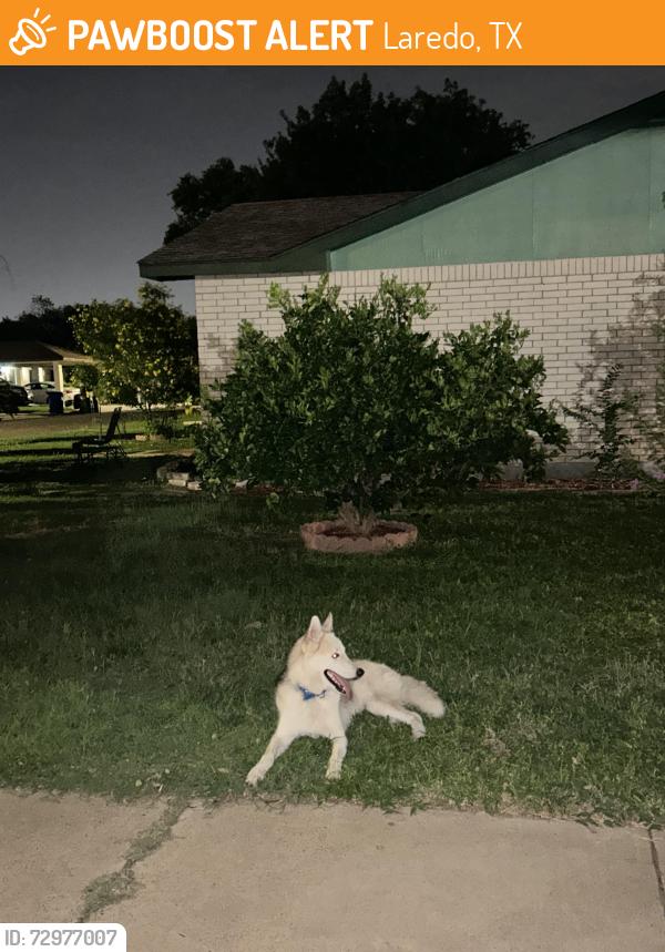 Found/Stray Male Dog last seen Gallagher ave , Laredo, TX 78040
