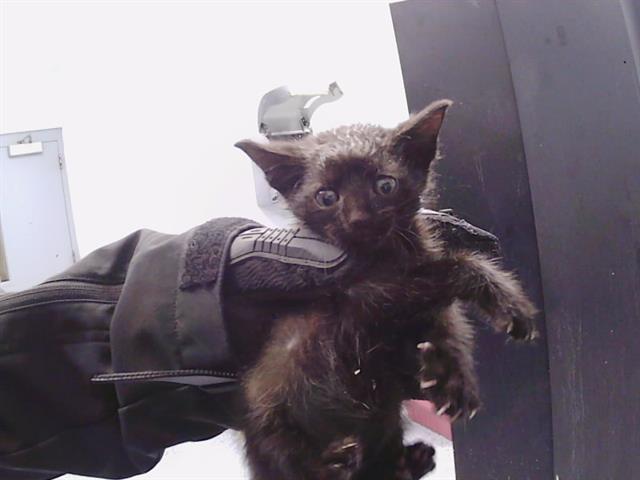 Shelter Stray Female Cat last seen CHARLOTTE, 8315 Byrum Dr, Charlotte, NC 28217, USA