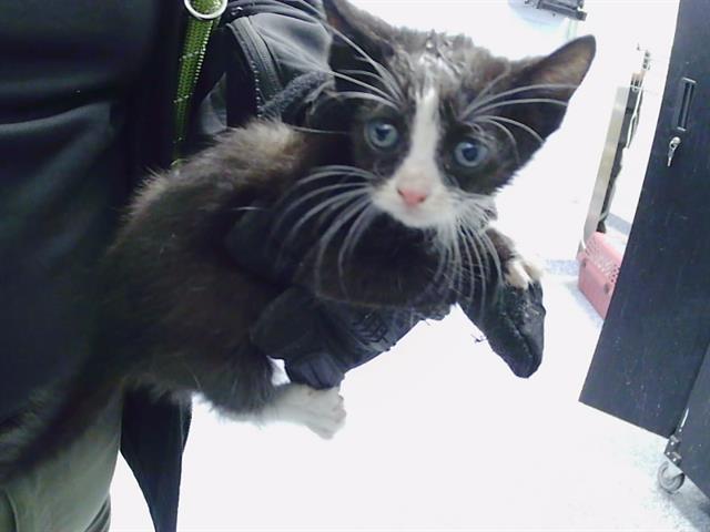 Shelter Stray Female Cat last seen CHARLOTTE, 8315 Byrum Dr, Charlotte, NC 28217, USA