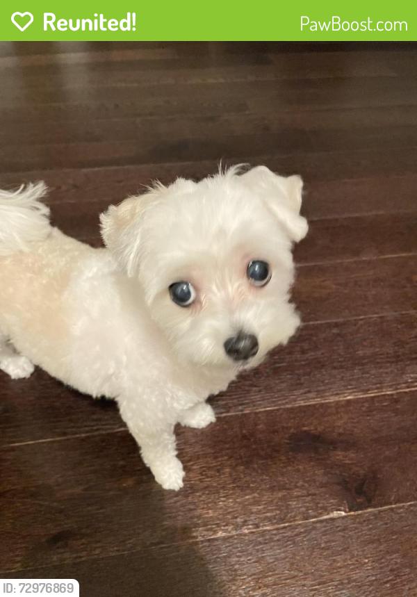 Reunited Female Dog last seen Douglaston pkwy, Queens, NY 11362
