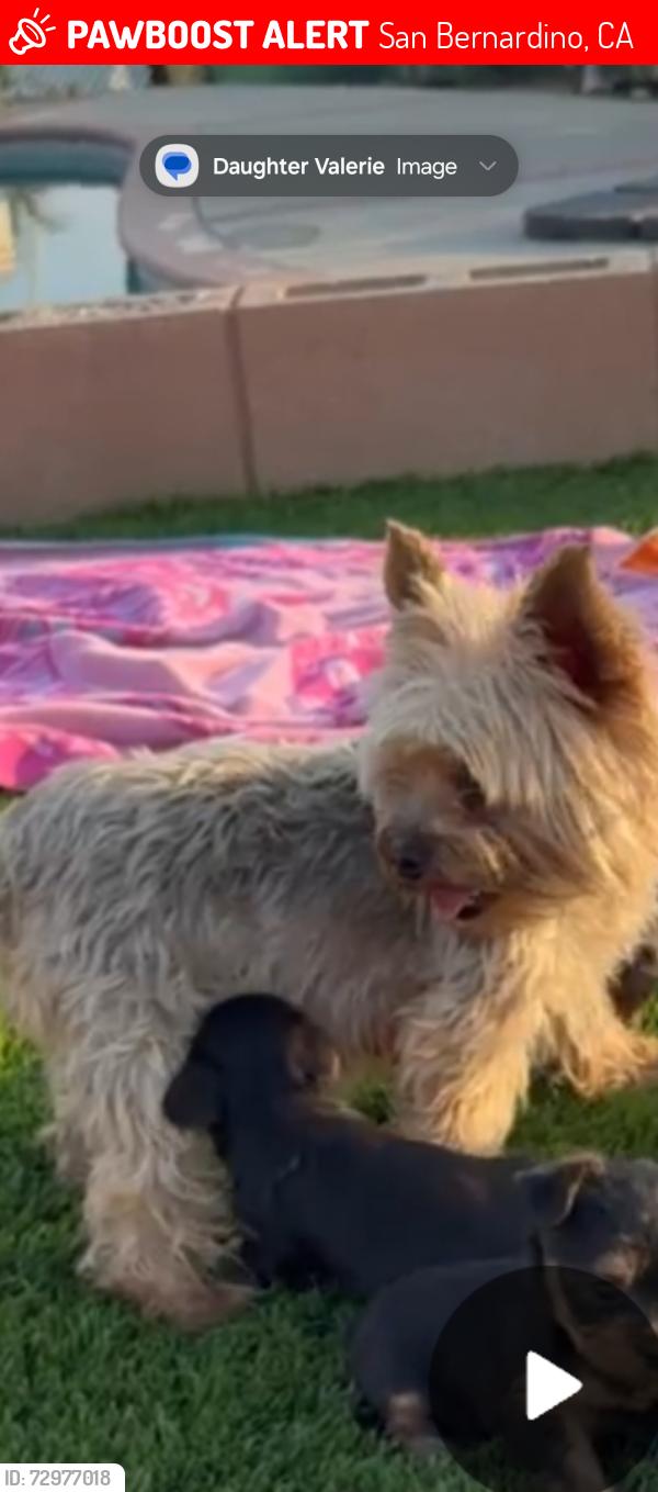 Lost Female Dog last seen Manzanita, San Bernardino, CA 92404