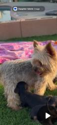 Lost Female Dog last seen Manzanita, San Bernardino, CA 92404