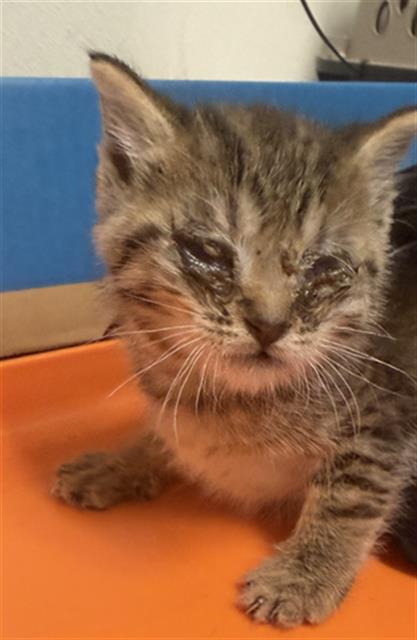 Shelter Stray Female Cat last seen Near BLOCK NILES ST, BAKERSFIELD CA 93306, 3951 Fruitvale Ave, Bakersfield, CA 93308, USA