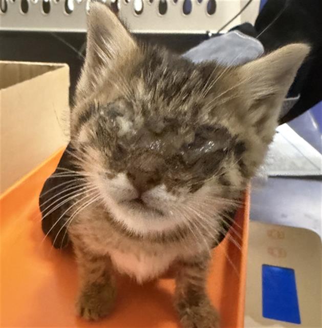 Shelter Stray Male Cat last seen Near BLOCK NILES ST, BAKERSFIELD CA 93306, 3951 Fruitvale Ave, Bakersfield, CA 93308, USA