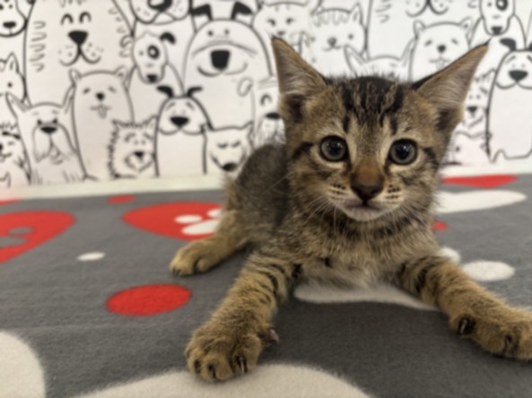 Shelter Stray Male Cat last seen , 957 N Gaffey St, San Pedro, CA 90731, USA