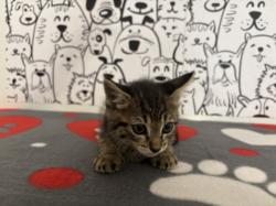 Shelter Stray Female Cat last seen , 957 N Gaffey St, San Pedro, CA 90731, USA