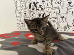 Shelter Stray Male Cat last seen , 957 N Gaffey St, San Pedro, CA 90731, USA