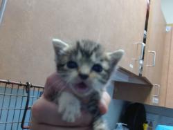 Shelter Stray Female Cat last seen Near BLOCK  SPICA PKWY, 3839 Bradshaw Rd, Sacramento, CA 95827, USA